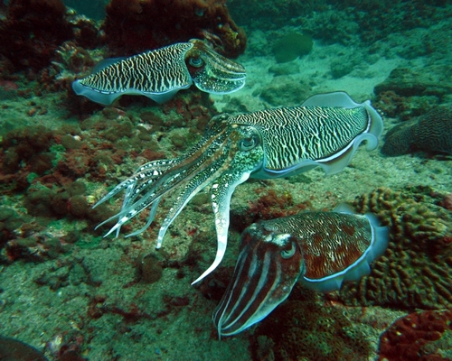 Faraoh cuttle fish